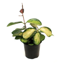 Load image into Gallery viewer, Hoya, 4in, Australis, Tricolor
