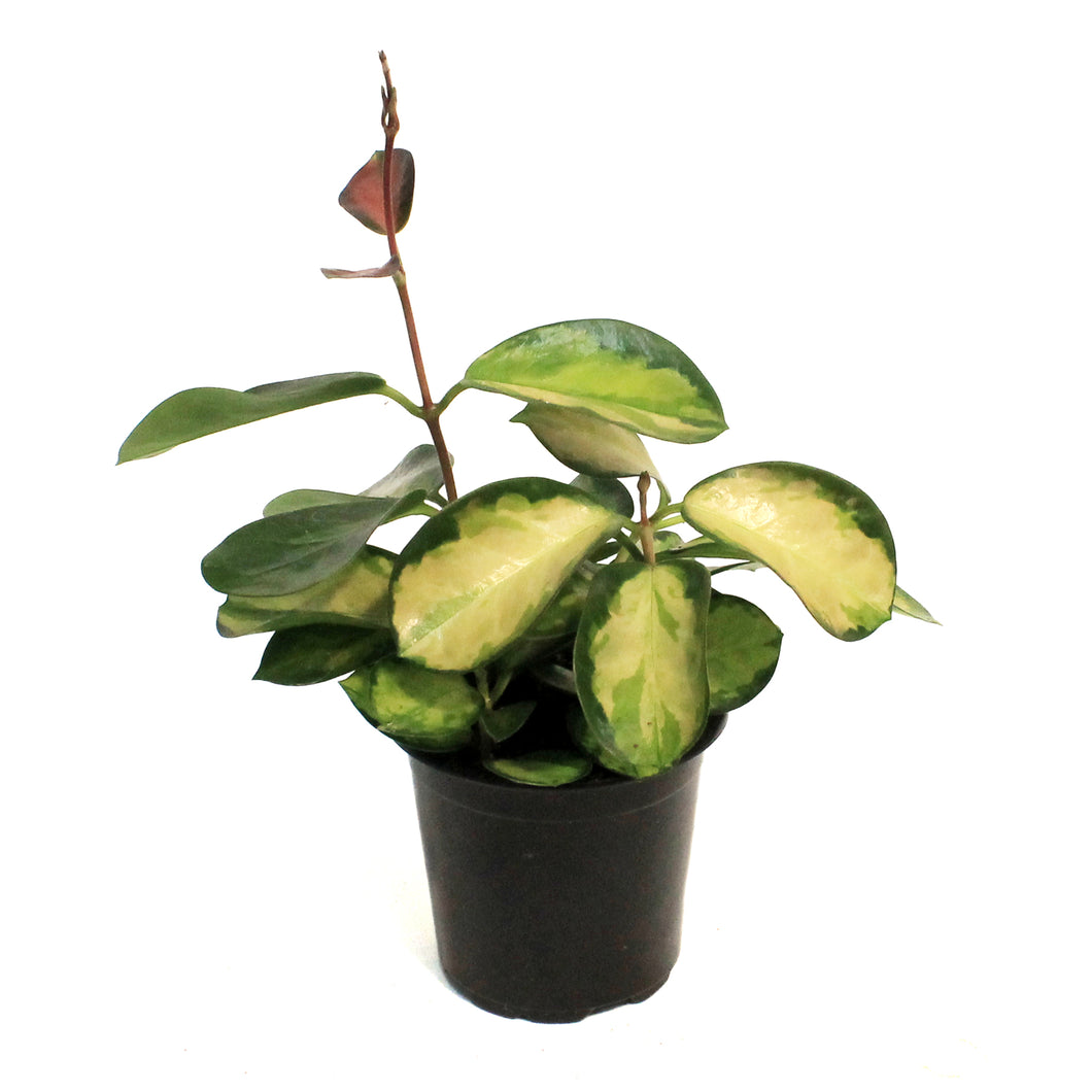 Hoya, 4in, Australis, Tricolor
