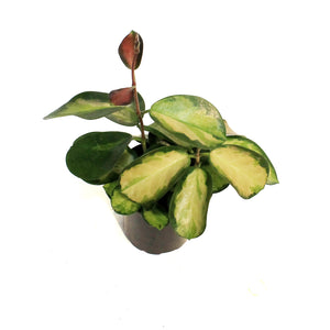 Hoya, 4in, Australis, Tricolor