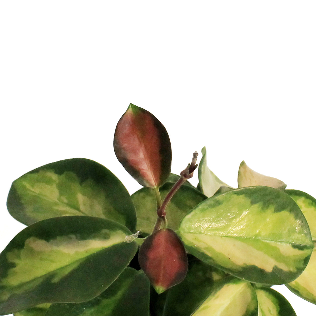 Hoya, 4in, Australis, Tricolor