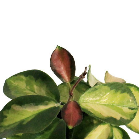 Hoya, 4in, Australis, Tricolor