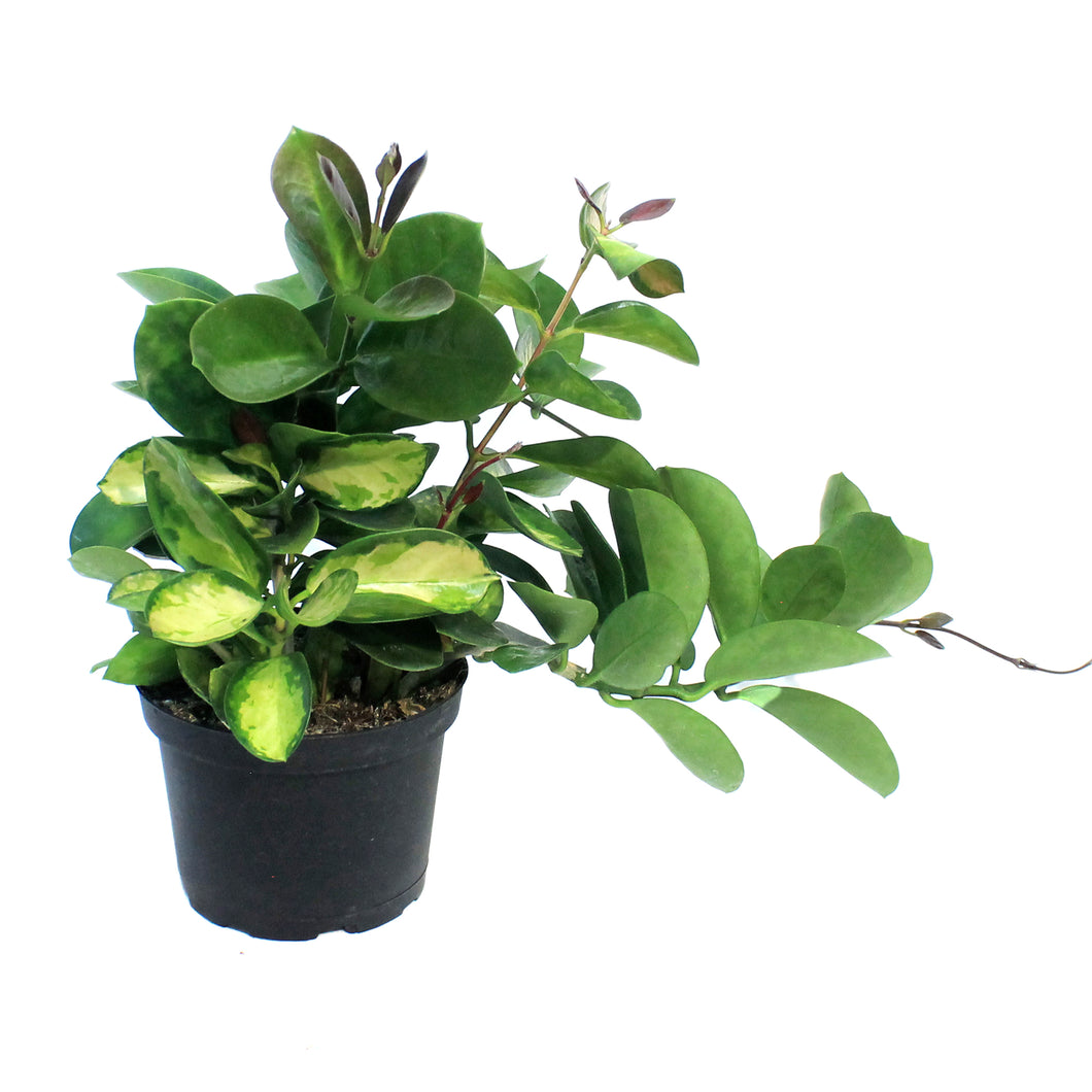 Hoya, 6in, Australis, Tricolor