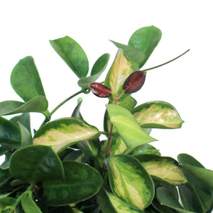 Hoya, 6in, Australis, Tricolor