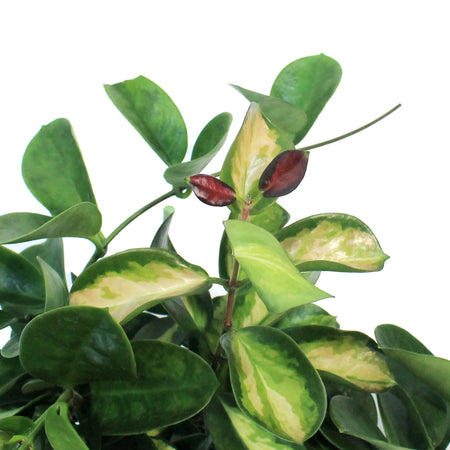 Hoya, 6in, Australis, Tricolor