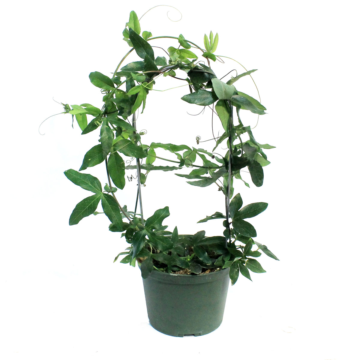 Passion Flower, 6in, Hoop