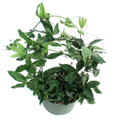 Passion Flower, 6in, Hoop