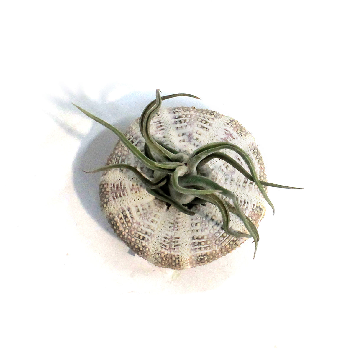 Tillandsia Medusae Jellyfish
