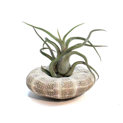 Tillandsia Medusae Jellyfish