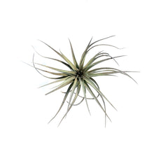 Load image into Gallery viewer, Tillandsia Tenuifolia,5-6"
