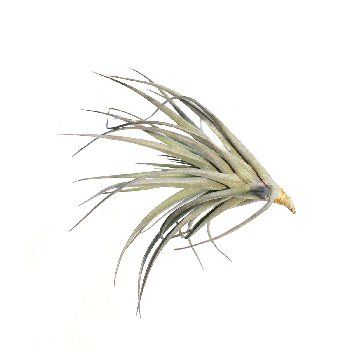 Tillandsia Tenuifolia,5-6"