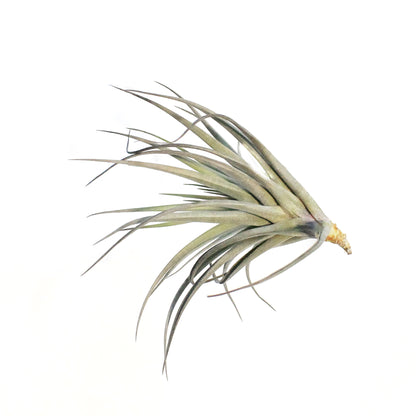 Tillandsia Tenuifolia,5-6"