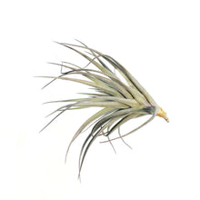 Load image into Gallery viewer, Tillandsia Tenuifolia,5-6"
