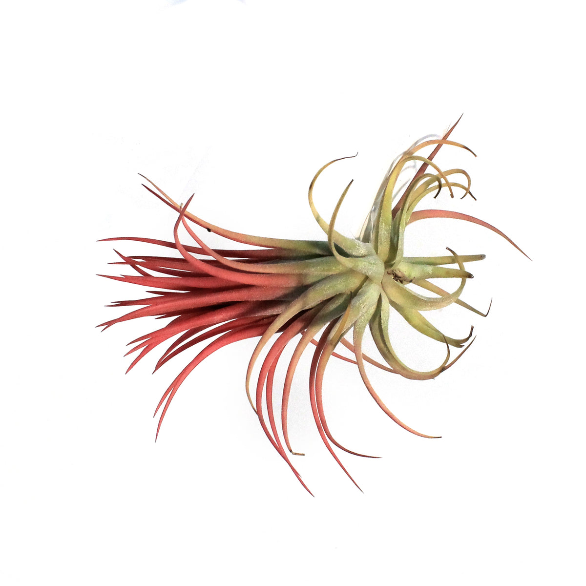 Tillandsia Ionantha Rubra 4-5"