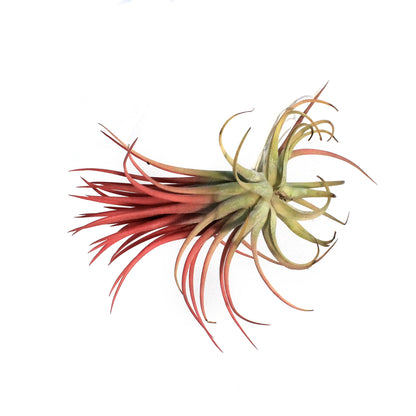 Tillandsia Ionantha Rubra 4-5"