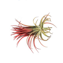 Load image into Gallery viewer, Tillandsia Ionantha Rubra 4-5&quot;
