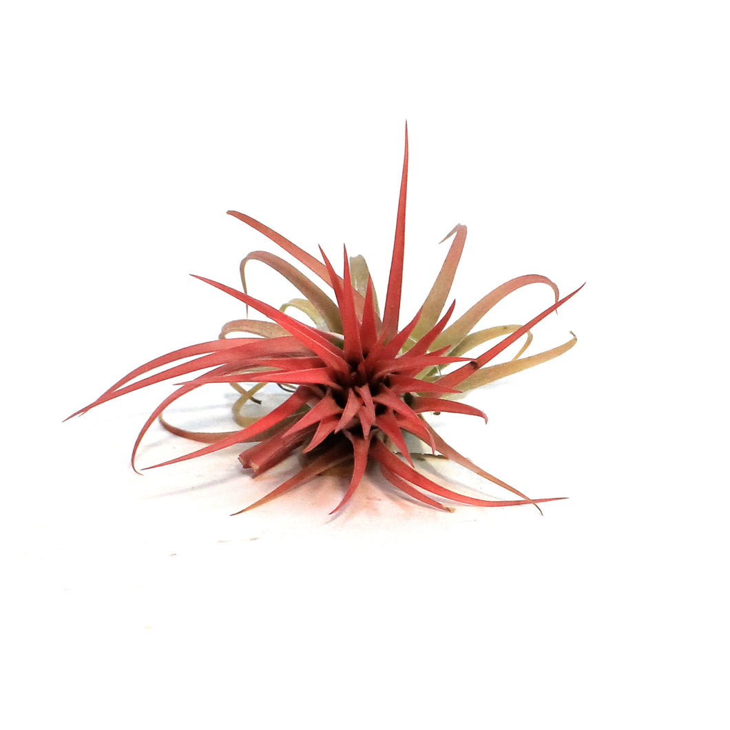 Tillandsia Ionantha Rubra 4-5