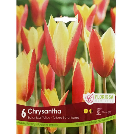 Tulip, Chrysantha Tops Bulbs, 6 Pack