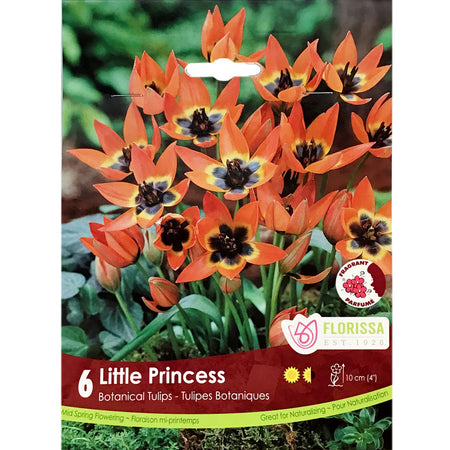 Tulip, Little Princess Tops Bulbs, 6 Pack