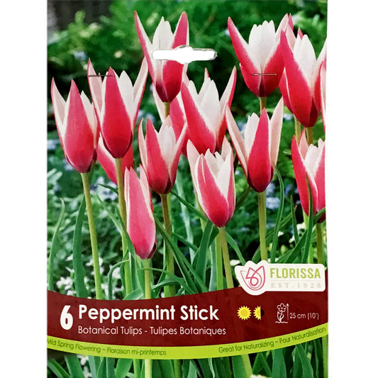 Tulip, Peppermint Sticks Tops Bulbs, 6 Pack