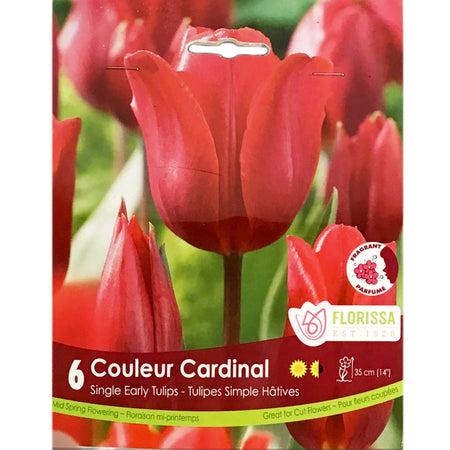 Tulip, Couleur Cardinal Tops Bulbs, 6 Pack