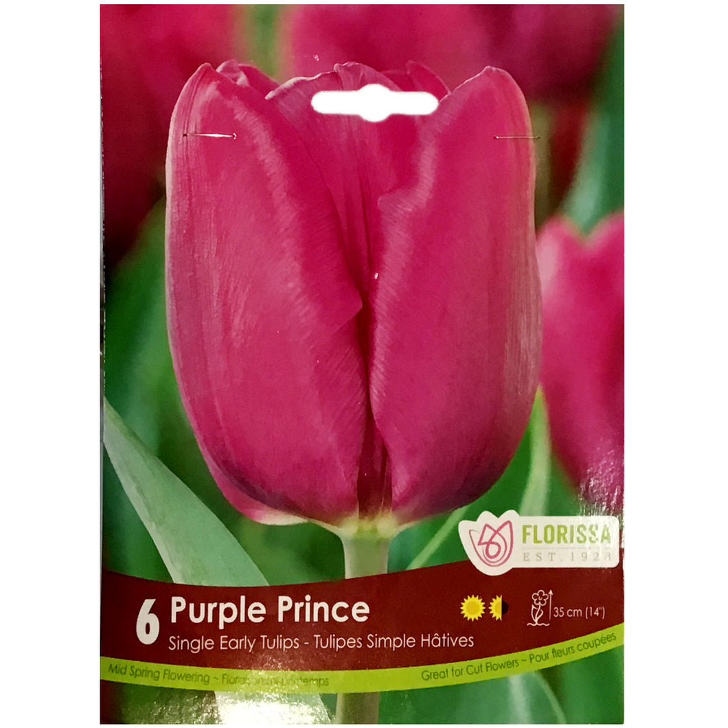 Tulip, Purple Prince Bulbs, 6 Pack