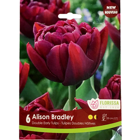 Tulip, Alison Bradley Bulbs, 6 Pack
