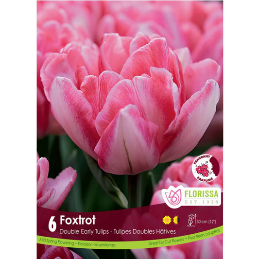 Tulip, Foxtrot Bulbs, 6 Pack
