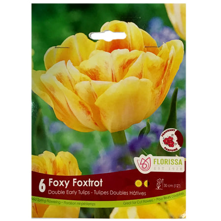 Tulip, Foxy Foxtrot Bulbs, 6 Pack
