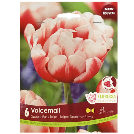 Tulip, Voicemail Bulbs, 6 Pack