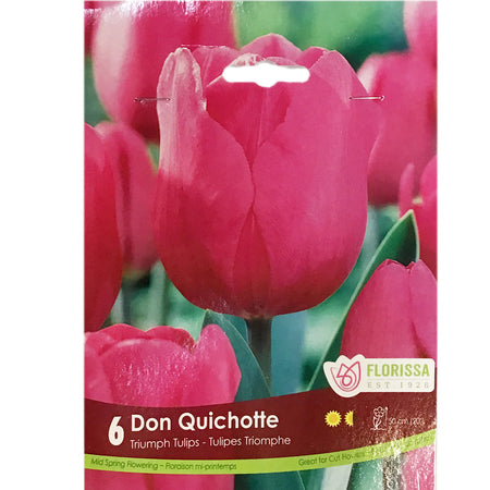 Tulip, Don Quichotte Bulbs, 6 Pack