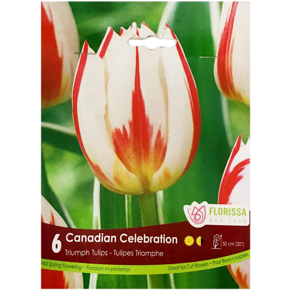Tulip, Triumph - Canadian Celebration Bulbs, 6Pk