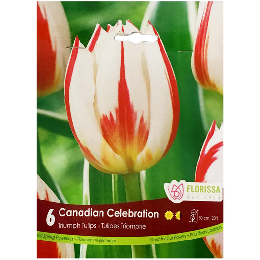 Tulip, Triumph - Canadian Celebration Bulbs, 6Pk