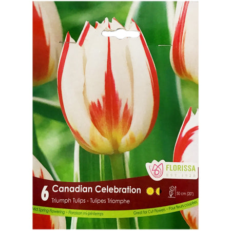 Tulip, Triumph - Canadian Celebration Bulbs, 6Pk