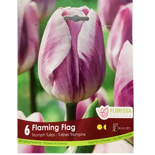 Tulip, Flaming Flag Bulbs, 6 Pack