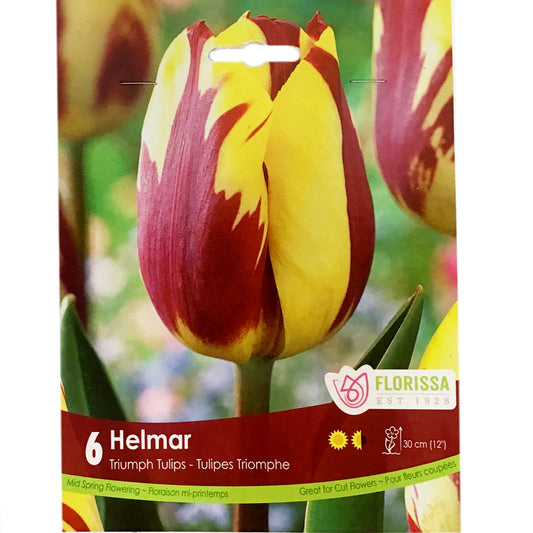 Tulip, Helmar Bulbs, 6 Pack