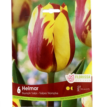 Tulip, Helmar Bulbs, 6 Pack