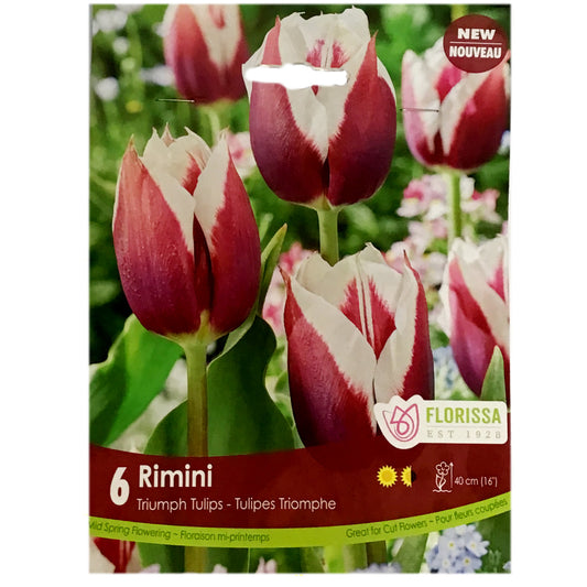 Tulip, Rimini Bulbs, 6 Pack