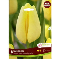 Tulip, Swinkles Bulbs, 6 Pack