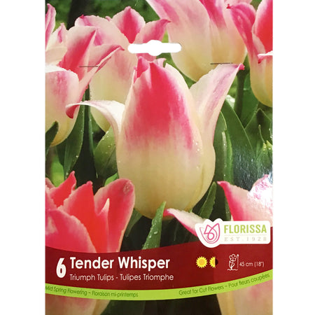 Tulip, Tender Whipser Bulbs, 6 Pack