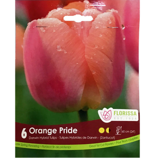 Tulip, Orange Pride Bulbs, 6 Pack