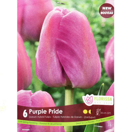 Tulip, Purple Pride Bulbs, 6 Pack