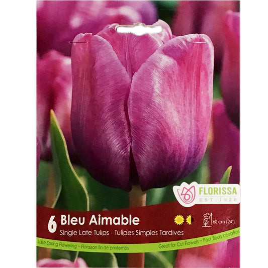 Tulip, Bleu Aimable Bulbs, 6 Pack