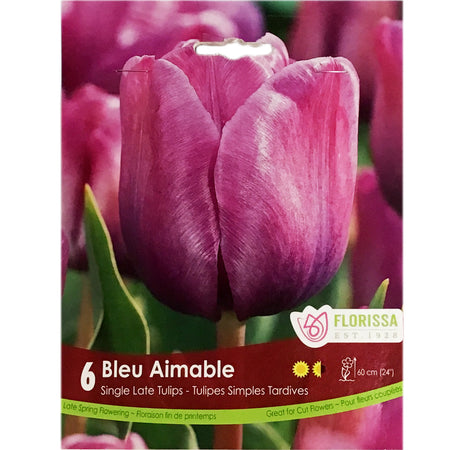 Tulip, Bleu Aimable Bulbs, 6 Pack