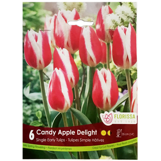 Tulip, Candy Apple Delight Bulbs, 6 Pack