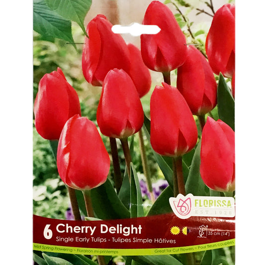 Tulip, Cherry Delight Bulbs, 6 Pack