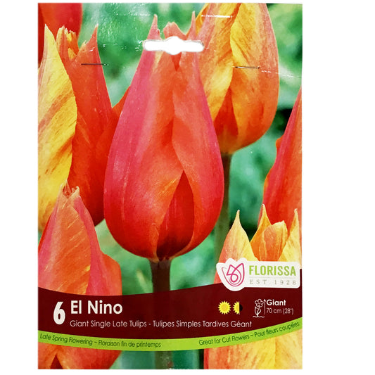 Tulip, El Nino Bulbs, 6 Pack