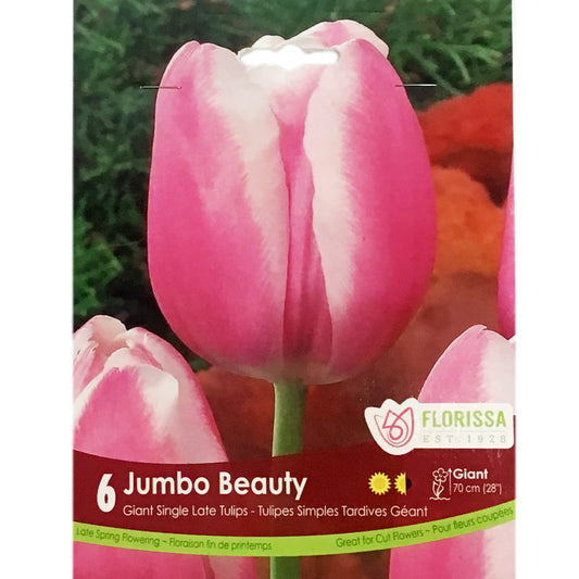 Tulip, Jumbo Beauty Bulbs, 6 Pack