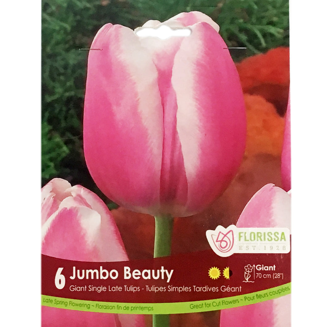 Tulip, Jumbo Beauty Bulbs, 6 Pack