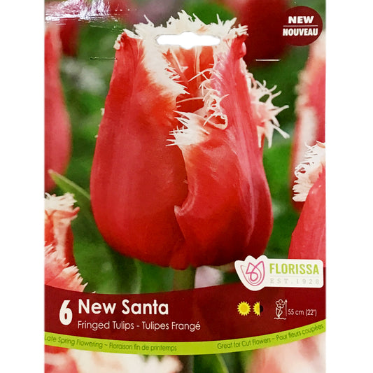 Tulip, New Santa Bulbs, 6 Pack