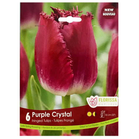 Tulip, Purple Crystal Bulbs, 6 Pack